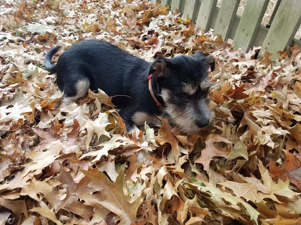 Zwart-wit puppy spelen in gevallen bruine bladeren — Stockfoto