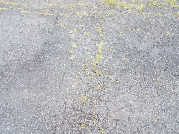 Çimenli ve çatallı asfalt veya asfalt — Stok fotoğraf