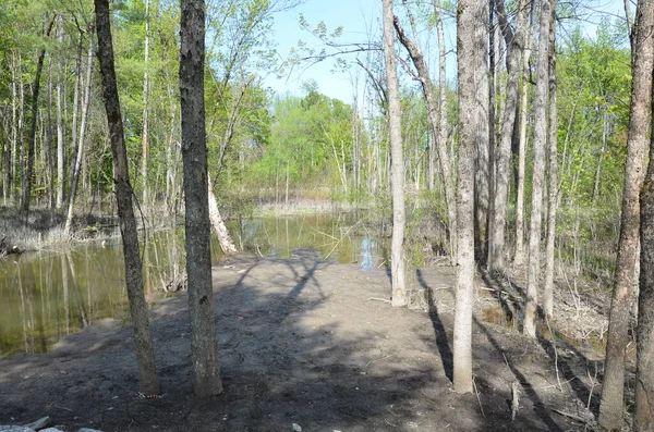 Agua en bosques inundados de árboles y ramas — Foto de Stock