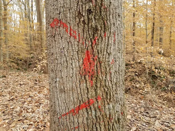 Красная краска на коре дерева в лесу с опавшими листьями — стоковое фото