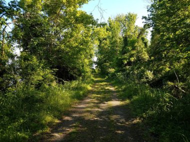 Yeşil yapraklı patika ya da patika