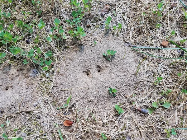 Fourmilière ou colline dans la saleté avec de l'herbe ou de la pelouse — Photo