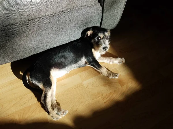 Preto e branco cão relaxante em feixe de sol no chão de madeira — Fotografia de Stock