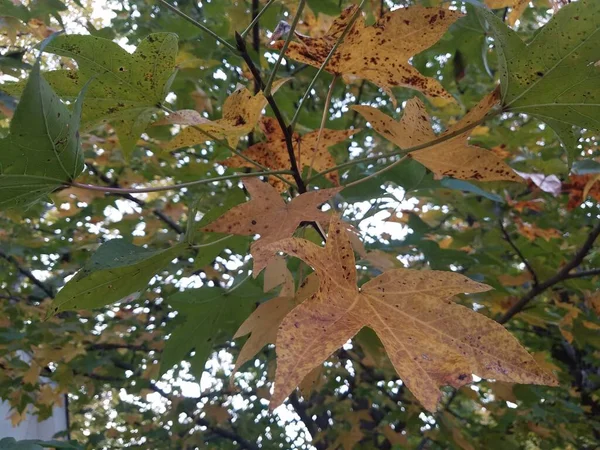 Fläckar på gula och gröna blad i trädet — Stockfoto