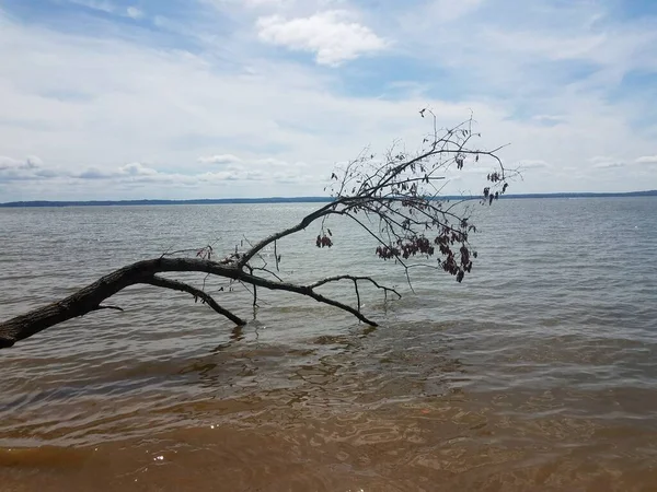 Ветвь деревьев в воде на берегу пляжа — стоковое фото