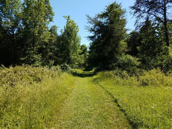 Green grass and path or trail and trees — Stock Photo, Image