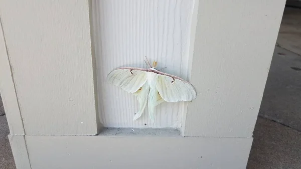 나무 기둥이나 벽에 붙어 있는 커다란 흰 나방 — 스톡 사진