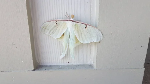 Gran insecto polilla blanca en pilar de madera o pared —  Fotos de Stock