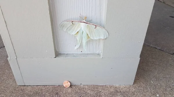 Gran insecto polilla blanca en pilar de madera o pared con centavo — Foto de Stock