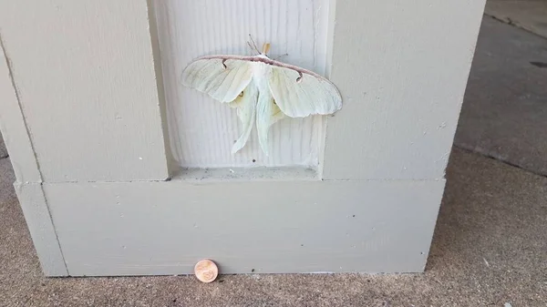 Large white moth insect on wood pillar or wall with penny — Stock Photo, Image