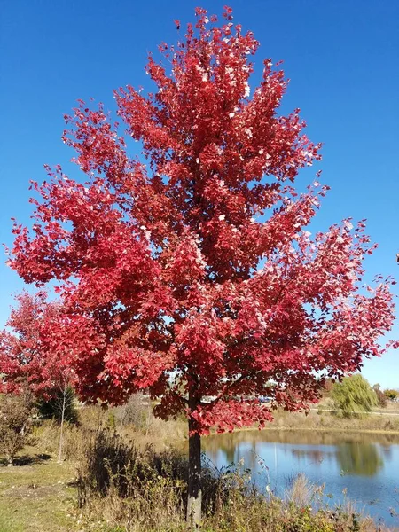Tall träd med röda blad eller blad och vatten — Stockfoto