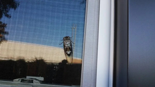 Cicada hmyz nebo chyba na obrazovce okna — Stock fotografie