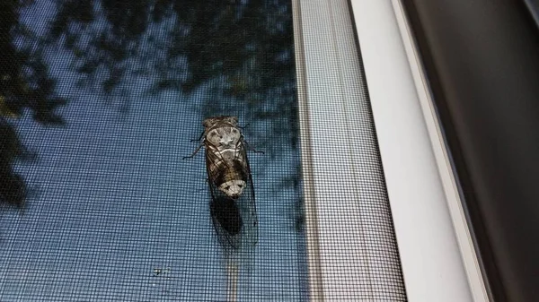 Cicada insect or bug on window screen — Stock Photo, Image