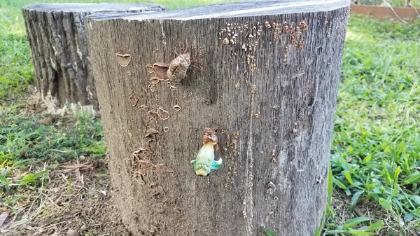 Groene cicade op boomstronk die uit de huid komt — Stockfoto