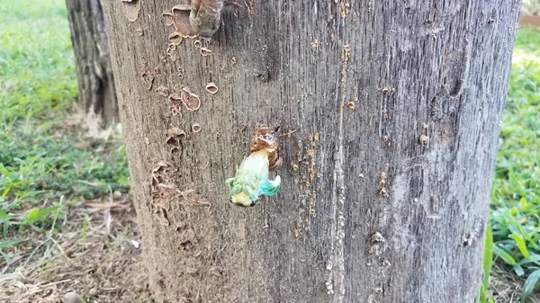 Zelené cicada lití na pařezu stromu vynořující se z kůže — Stock fotografie