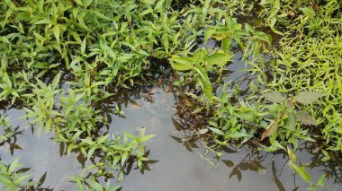 Kaplumbağayı yeşil bitkilerle suya daldırmak