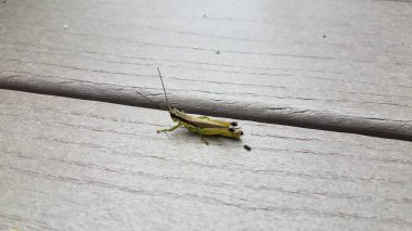 Kakalı çekirge ya da tahta yüzeyinde dışkı.