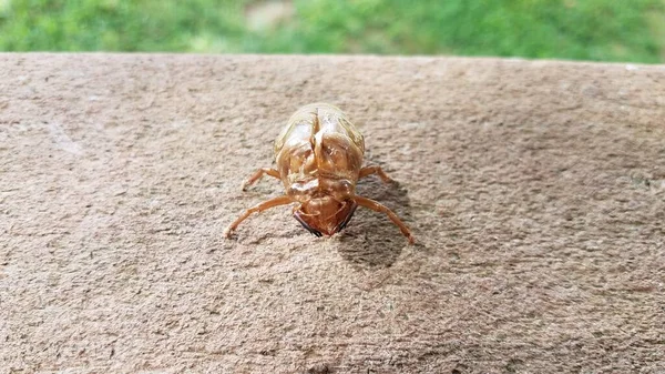 Cicada skin or molt on deck railing — Stock Photo, Image