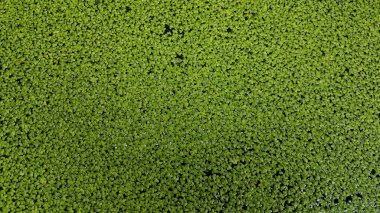 Suda yeşil yapraklı küçük bitkiler