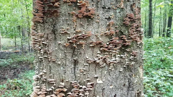 Cogumelos e fungos que crescem no tronco da árvore — Fotografia de Stock