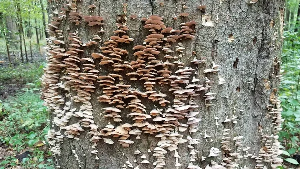 Setas y hongos que crecen en el tronco del árbol — Foto de Stock