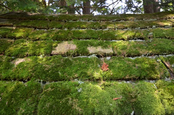 Versleten houten dakpannen of dakpannen met groen mos — Stockfoto
