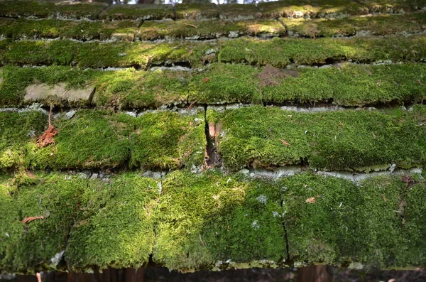 Tejas o tejas de madera desgastadas con musgo verde —  Fotos de Stock