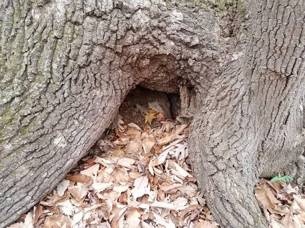 Oco na base da árvore com folhas castanhas caídas — Fotografia de Stock