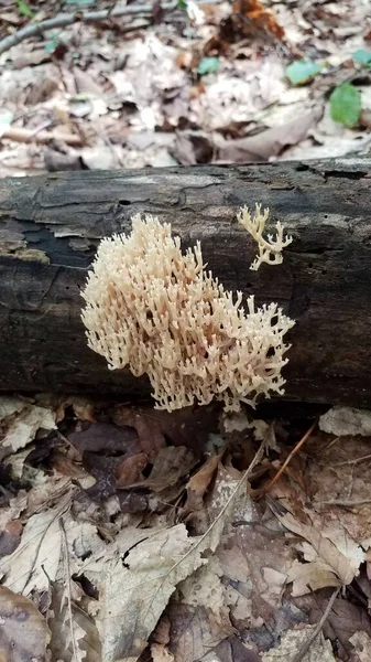 Коричневий помаранчевий гриб, що росте на колоді в лісі — стокове фото
