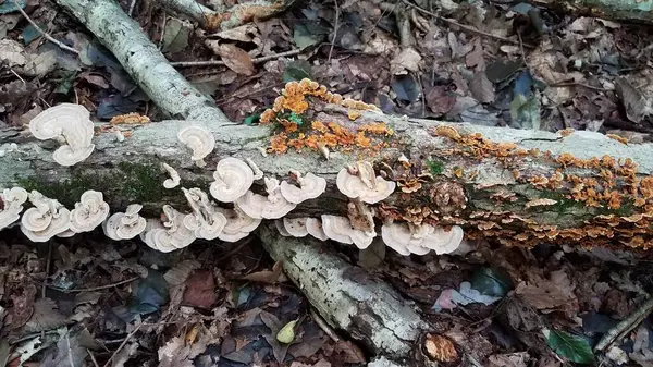 Коричневый оранжевый гриб растет на бревне в лесу — стоковое фото