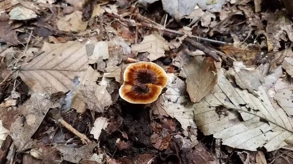 Оранжевый гриб, растущий в коричневых листьях в лесу — стоковое фото