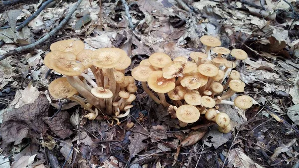 Cogumelo marrom alaranjado que cresce em folhas marrons na floresta — Fotografia de Stock