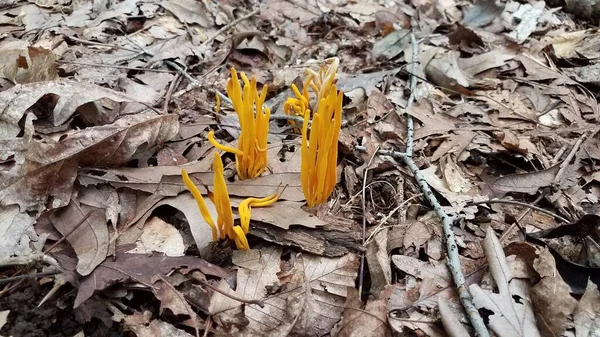 Cogumelo laranja crescendo em folhas marrons na floresta — Fotografia de Stock