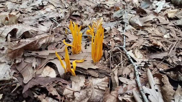 Seta naranja creciendo en hojas marrones en el bosque — Foto de Stock