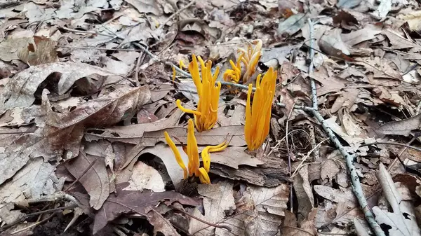 Oranje paddestoel groeit in bruine bladeren in het bos — Stockfoto