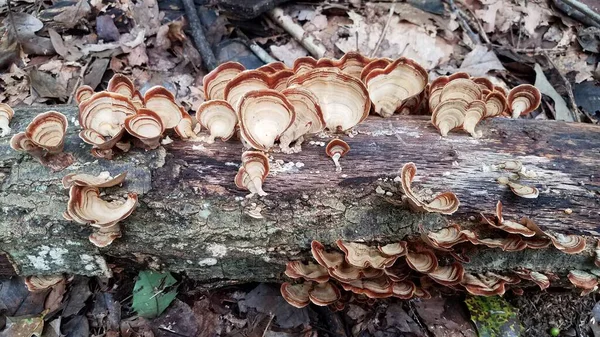 Cogumelo laranja marrom crescendo no log na floresta — Fotografia de Stock