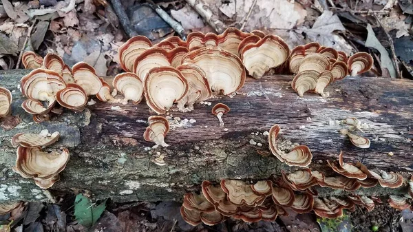 在森林中的原木上生长的棕黄色蘑菇 — 图库照片