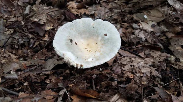 Grijze en witte paddestoel die groeit in bruine bladeren in het bos — Stockfoto