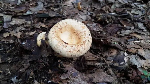 Білий і коричневий гриб, що росте в коричневому листі в лісі — стокове фото