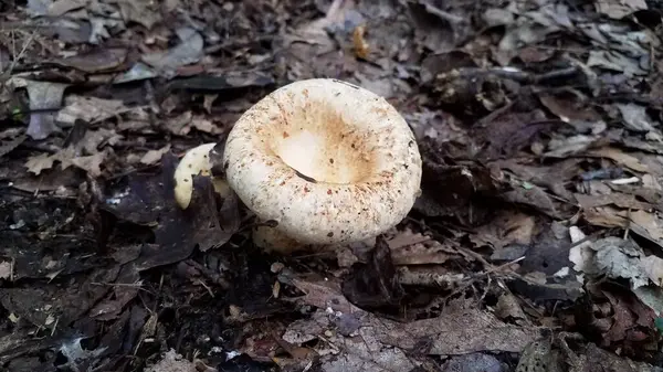 Белый и коричневый гриб, растущий в коричневых листьях в лесу — стоковое фото