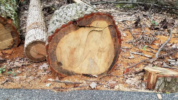 Зрізане дерево, що показує кільця і асфальт — стокове фото