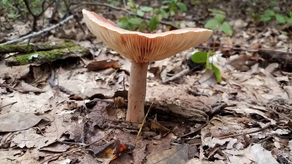 Orange mushroom growing in brown leaves in forest — Stock Photo, Image