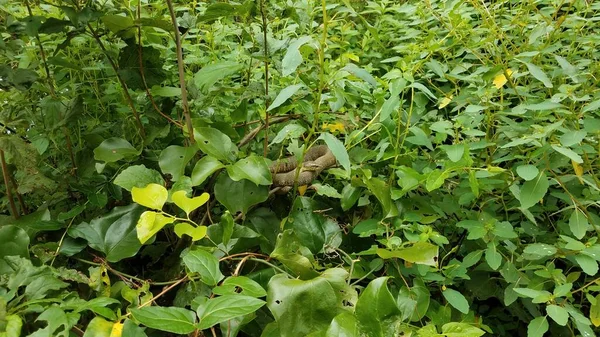 Зеленая змея в зеленых листьях на растении — стоковое фото