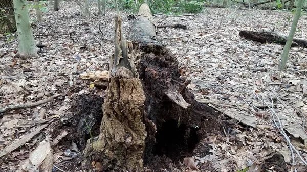 Árbol podrido caído con tocón en bosque o bosques —  Fotos de Stock