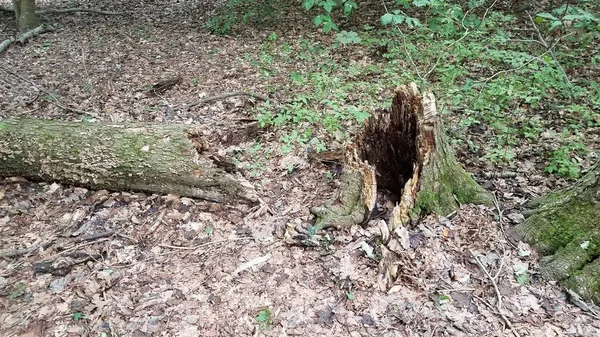 Gevallen rotte boom met stronk in bos of bos — Stockfoto