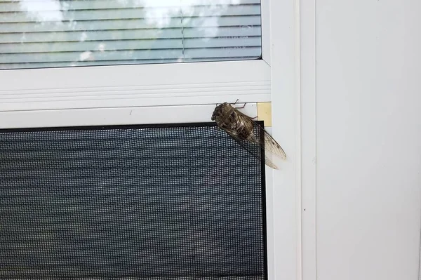 Cicada hmyz chyba s křídly na dveřích obrazovky — Stock fotografie