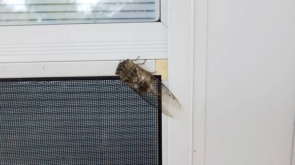 Insecto de cigarra con alas en la puerta de la pantalla — Foto de Stock