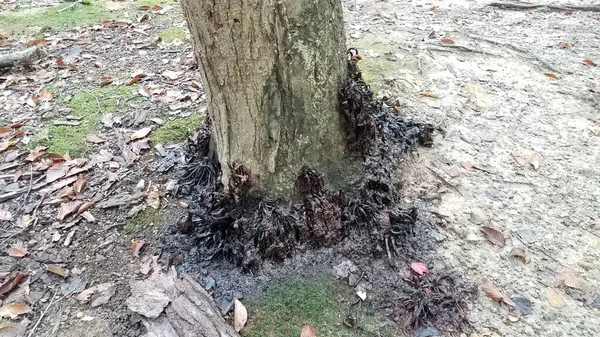 Apodrecendo cogumelos negros nojentos no tronco da árvore — Fotografia de Stock