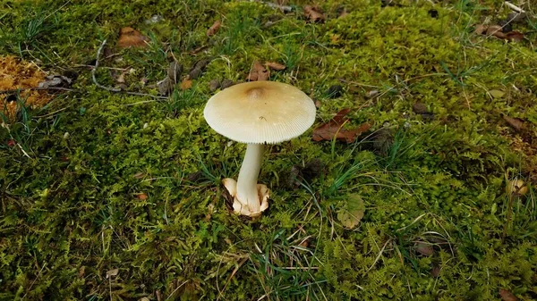 Bruine en witte paddenstoel op groen mos — Stockfoto