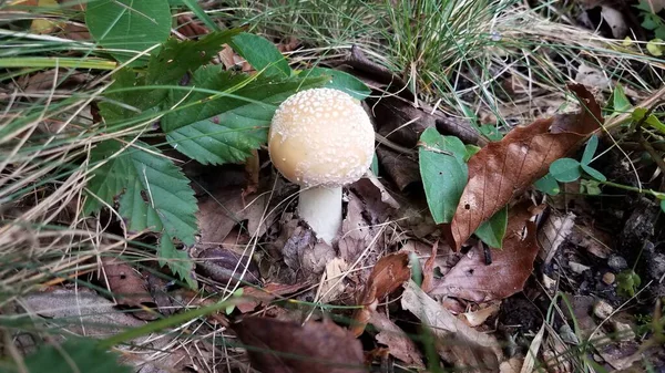 Коричневий і білий гриб в листі і траві — стокове фото